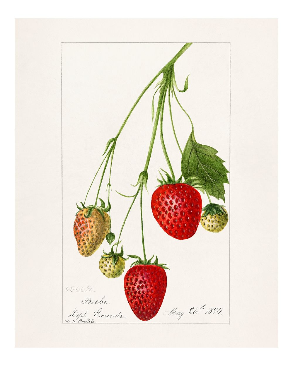Vintage branch of strawberry illustration. Digitally enhanced illustration from U.S. Department of Agriculture Pomological…