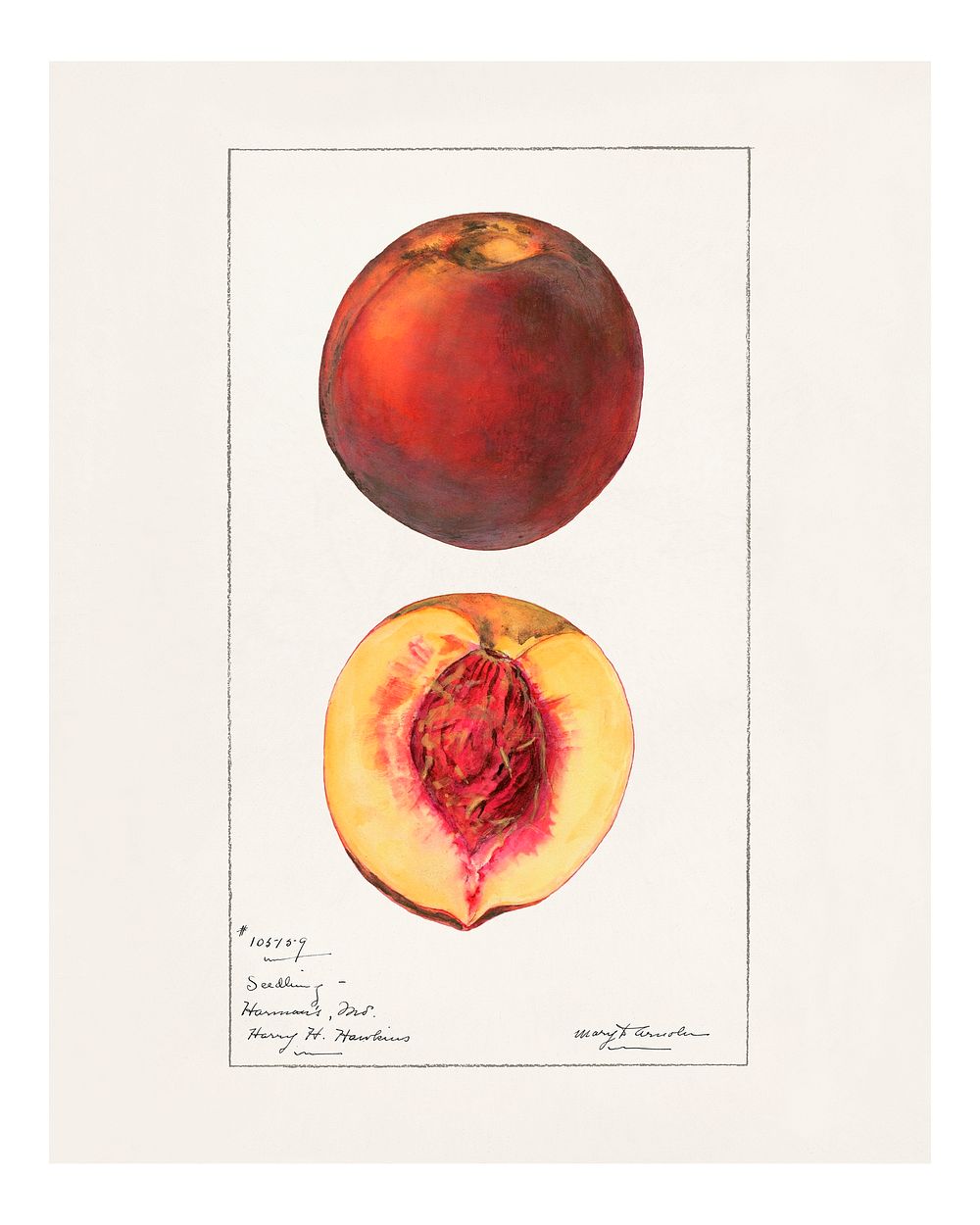 Vintage peaches illustration. Digitally enhanced illustration from U.S. Department of Agriculture Pomological Watercolor…