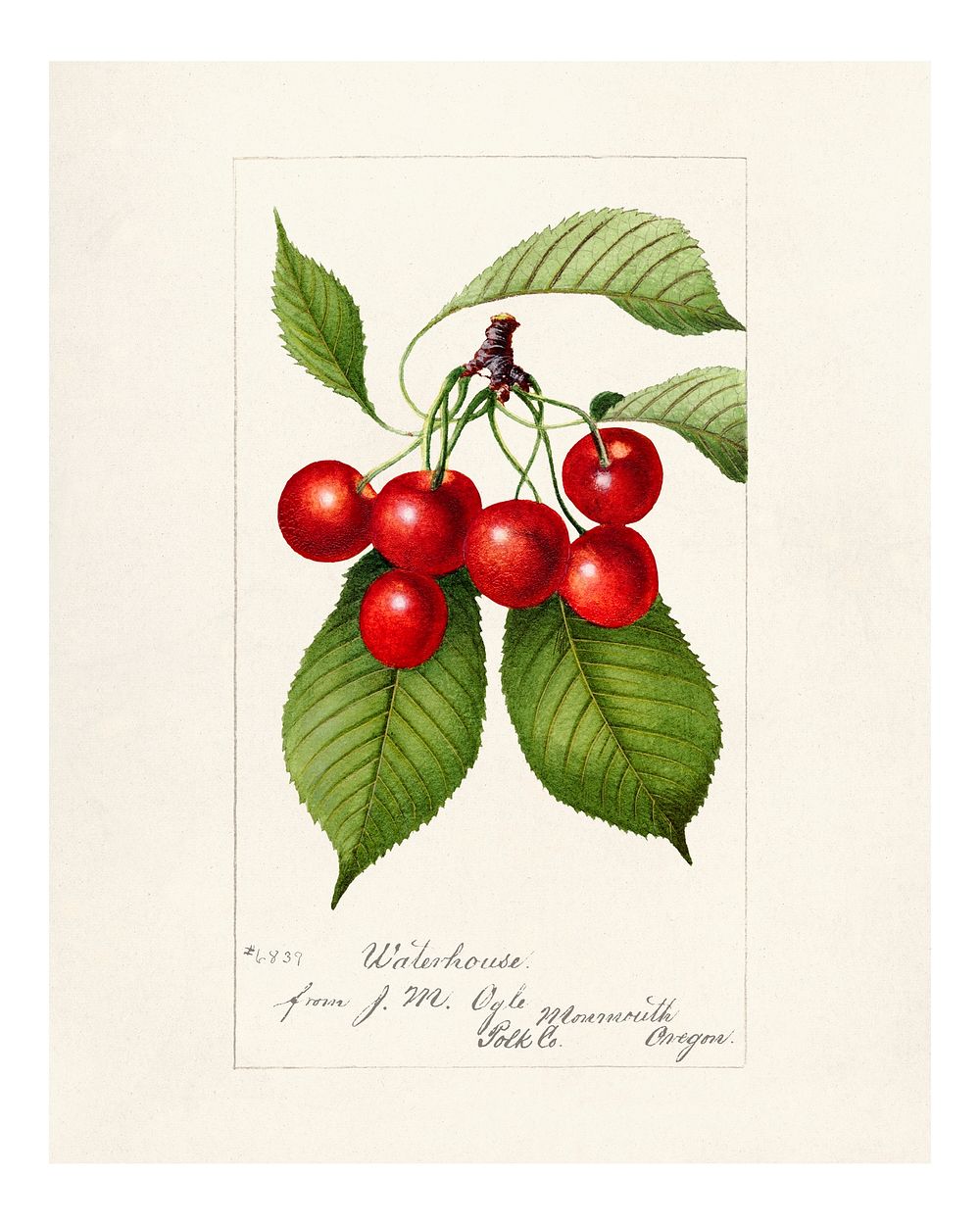 Vintage branch of cherries illustration. Digitally enhanced illustration from U.S. Department of Agriculture Pomological…