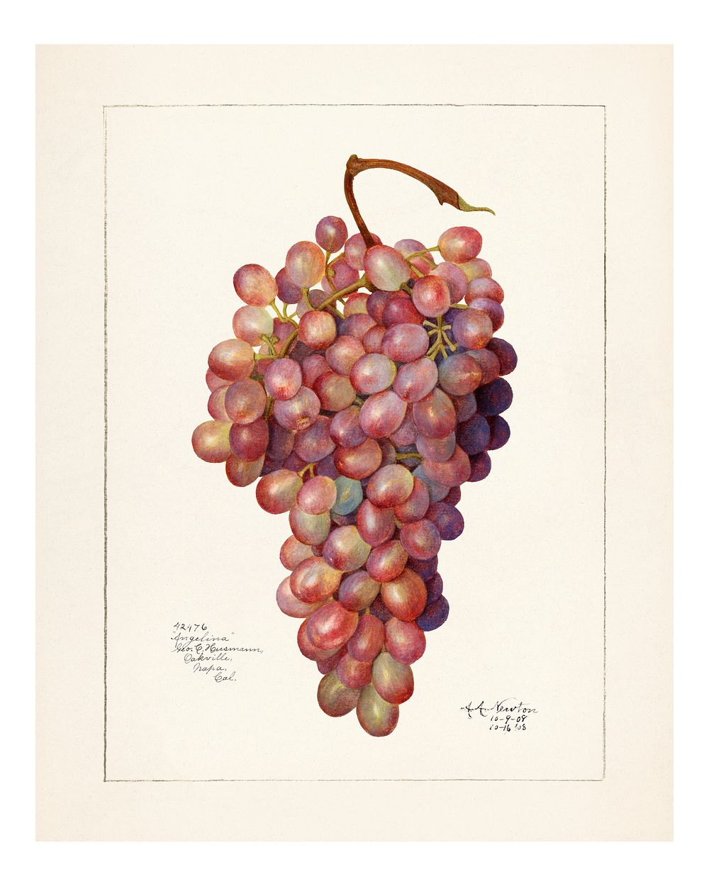 Vintage bunch of red grape illustration . Digitally enhanced illustration from U.S. Department of Agriculture Pomological…