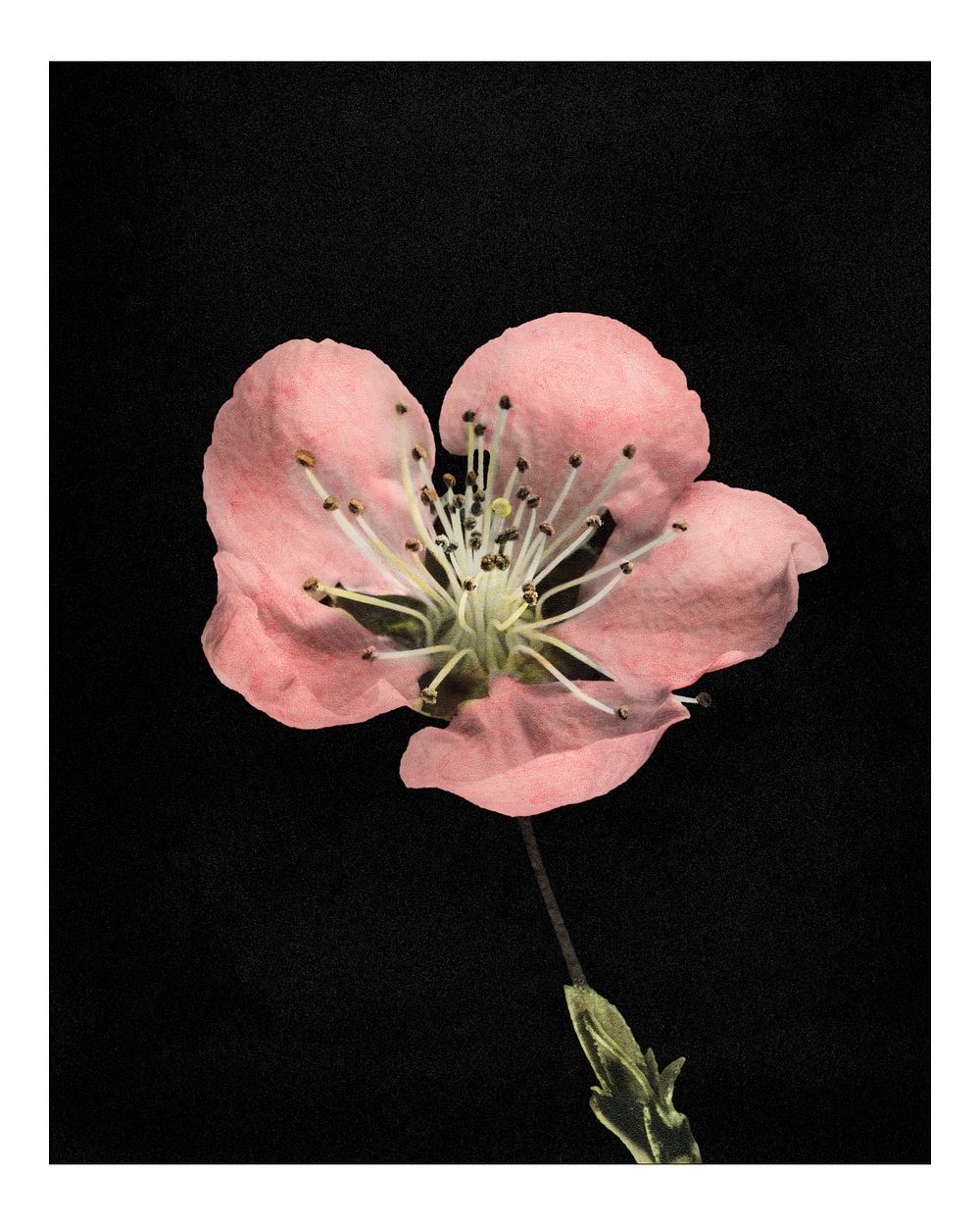 Vintage blooming flower illustration. Digitally enhanced illustration from U.S. Department of Agriculture Pomological…