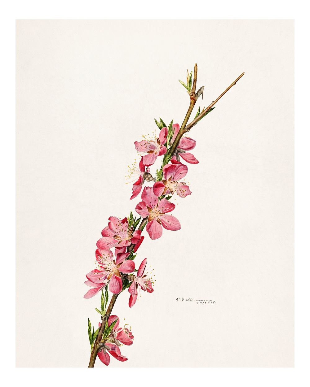 Vintage peach blossom illustration. Digitally enhanced illustration from U.S. Department of Agriculture Pomological…
