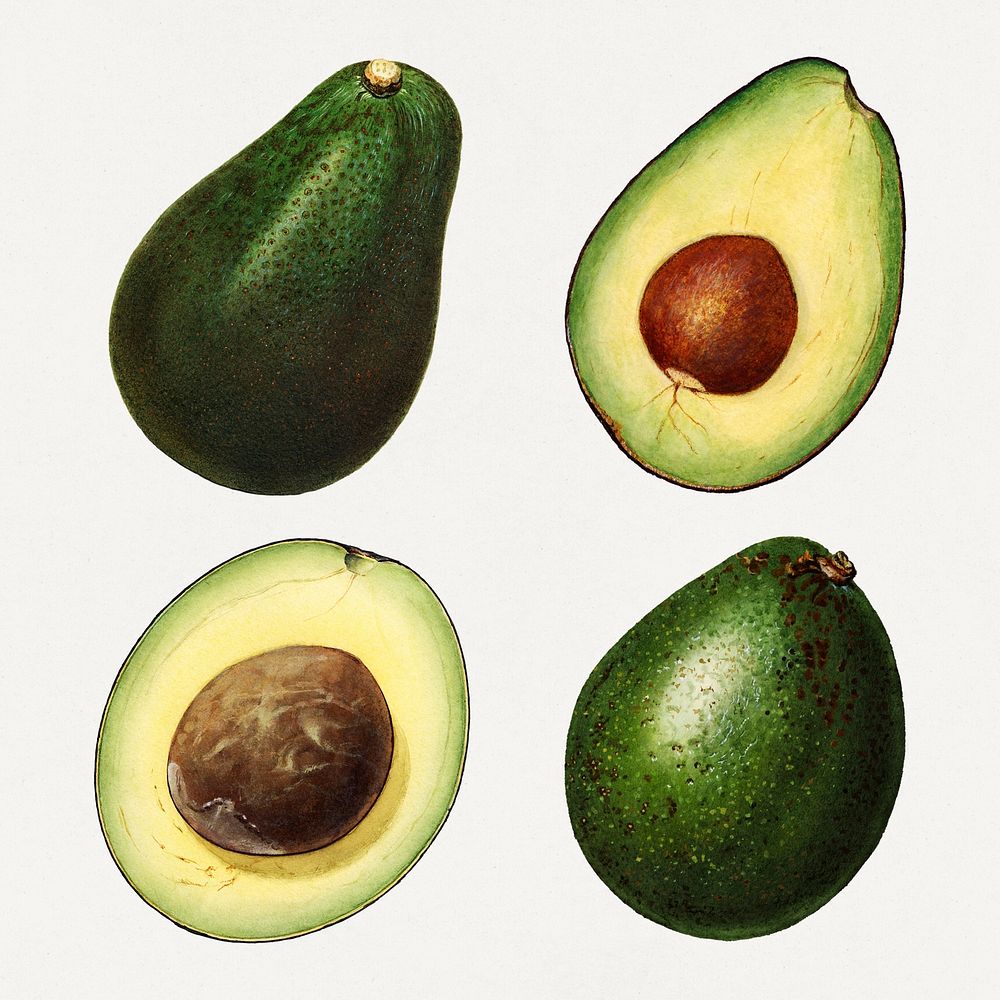 Detailed hand drawn fresh avocado set