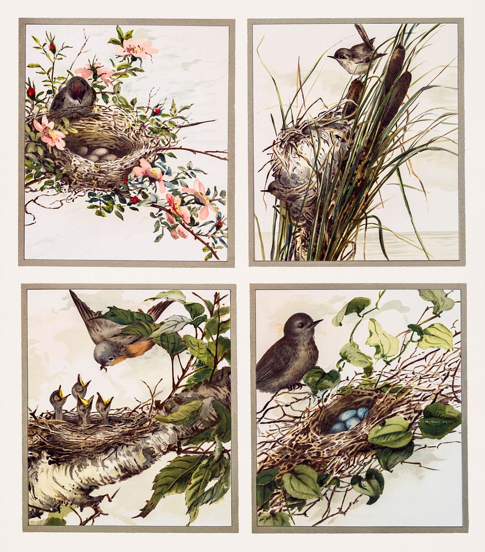 Christmas Card Depicting Birds and Nests (1865&ndash;1899) by L. Prang & Co. Original from The New York Public Library.…