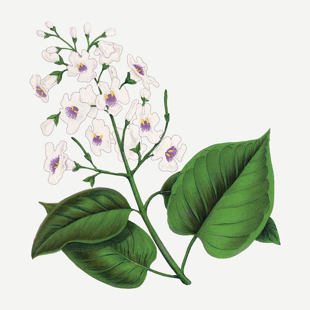 Catalpa flower illustration, vintage floral lithograph