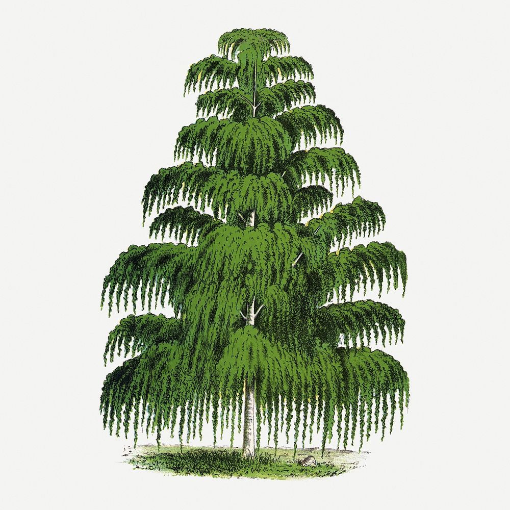Weeping Birch tree illustration, vintage botanical lithograph