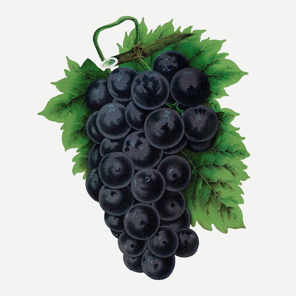 Black grape clipart, vintage fruit illustration psd