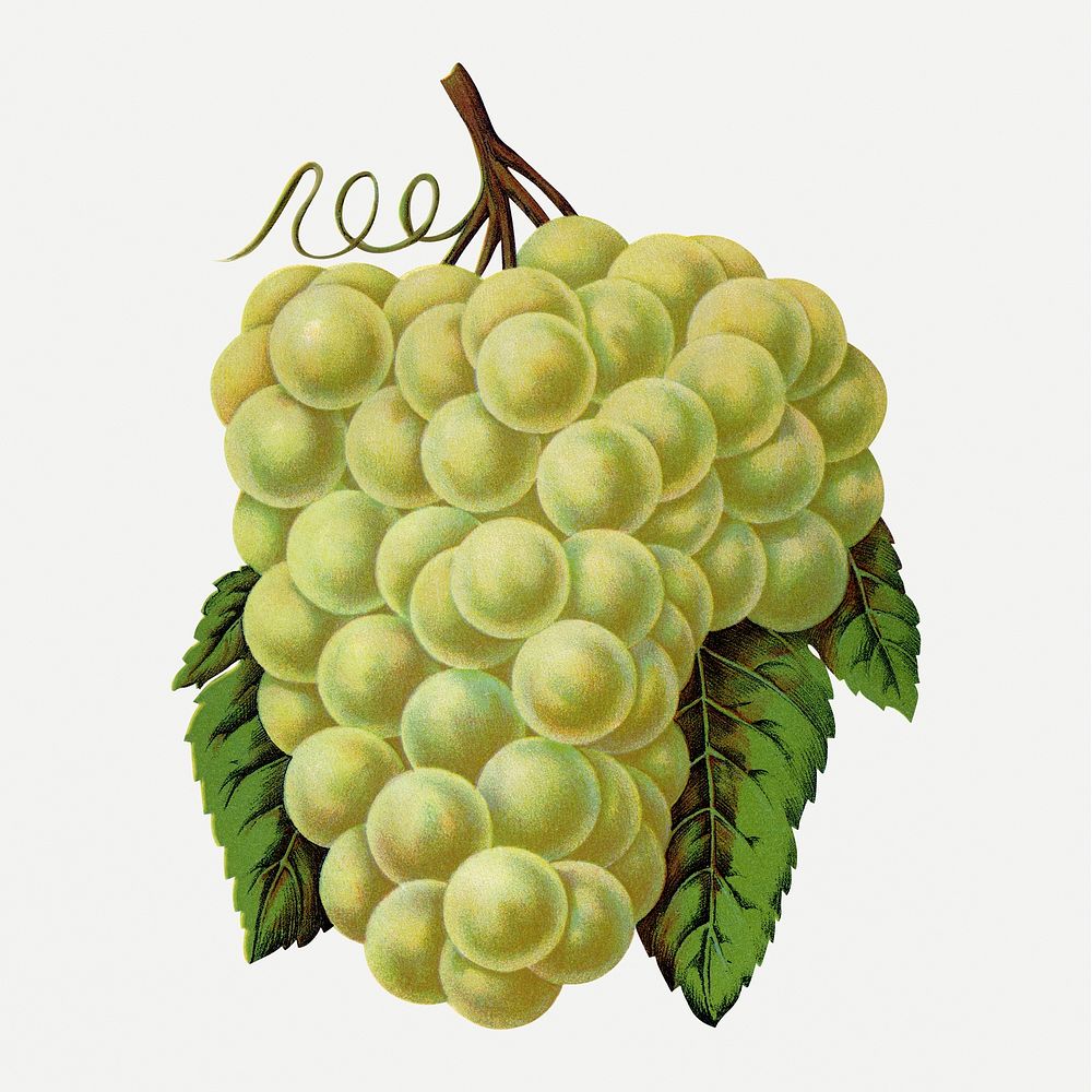 Green grape clipart, vintage fruit illustration psd