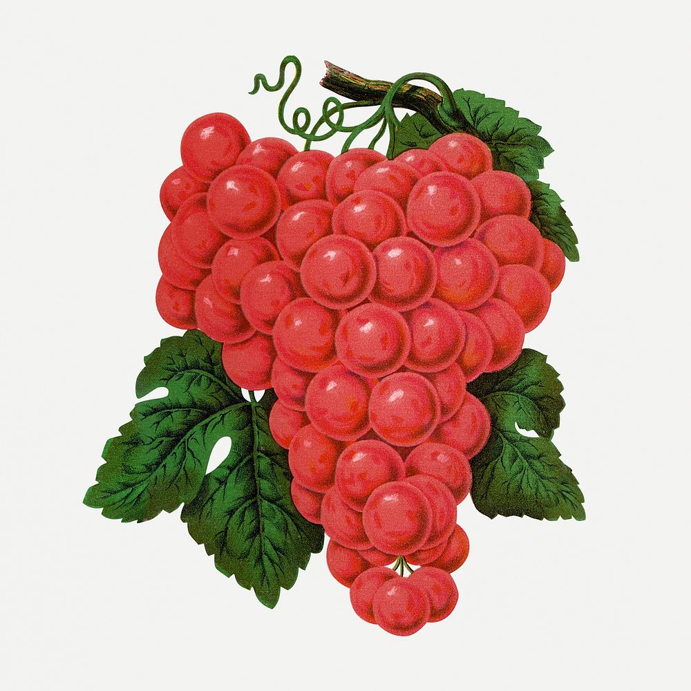 Red grape clipart, vintage fruit illustration psd