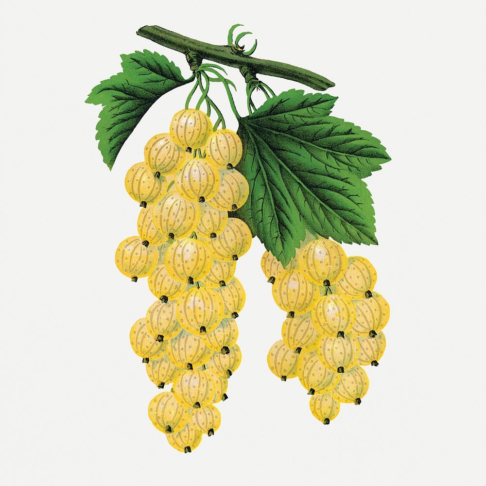 White grape clipart, vintage fruit illustration psd