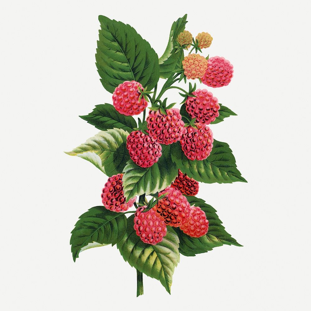 Cuthbert raspberry illustration, vintage botanical lithograph