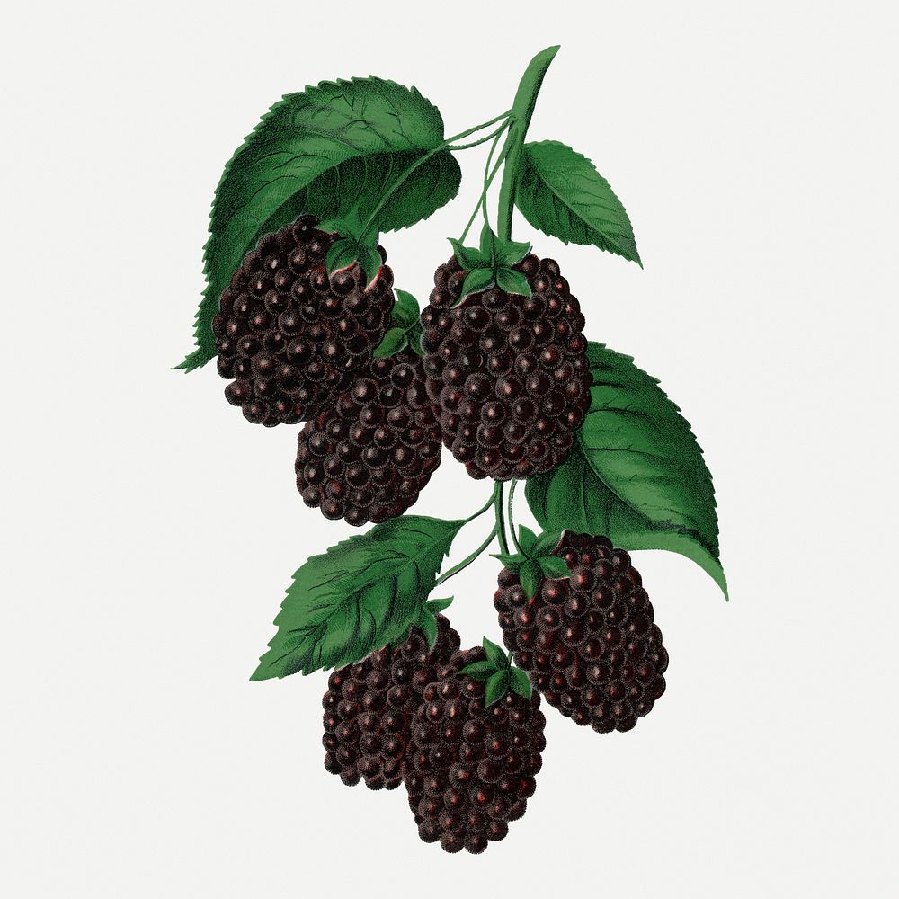 Dewberry clipart, vintage fruit illustration psd