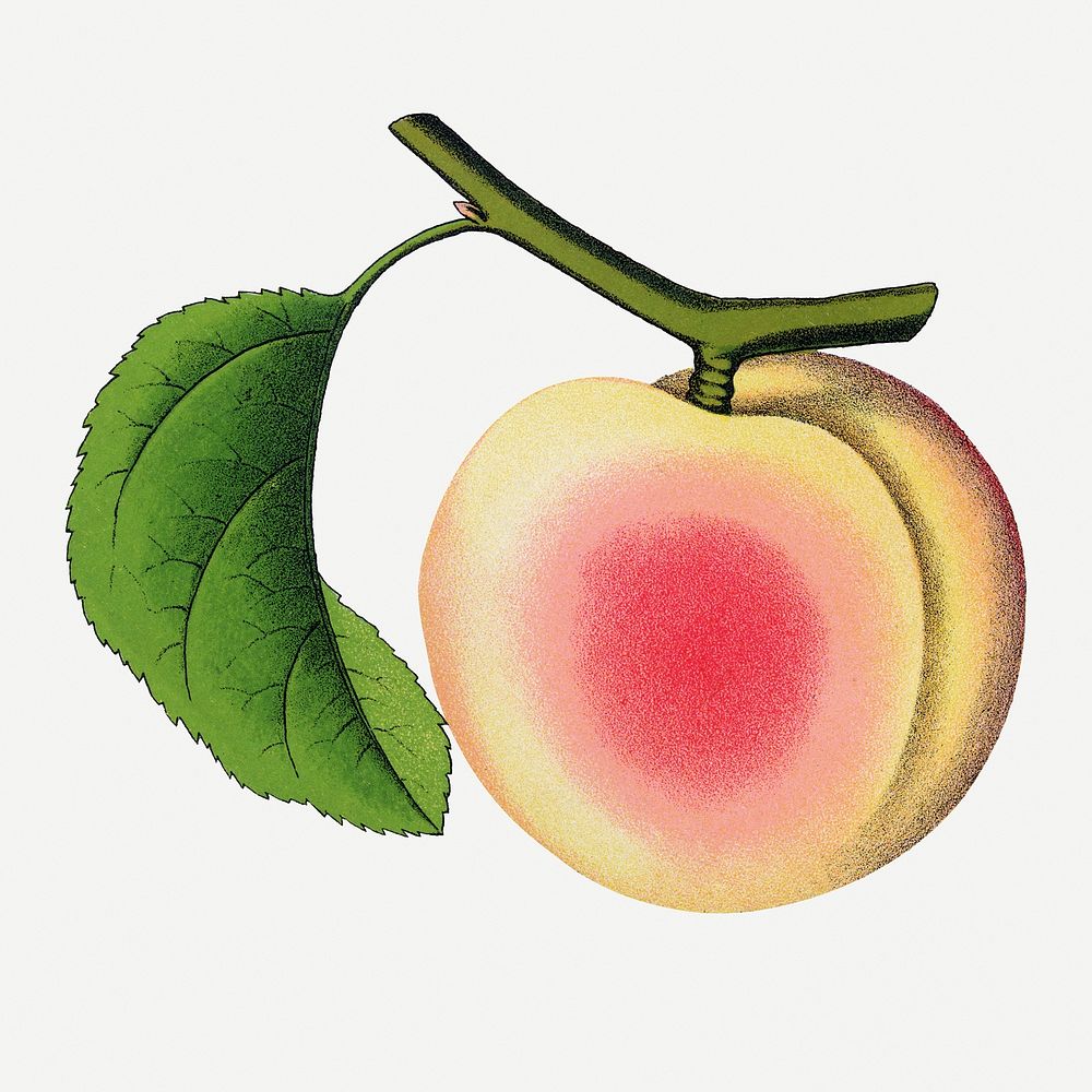 Russian apricot illustration, vintage botanical lithograph
