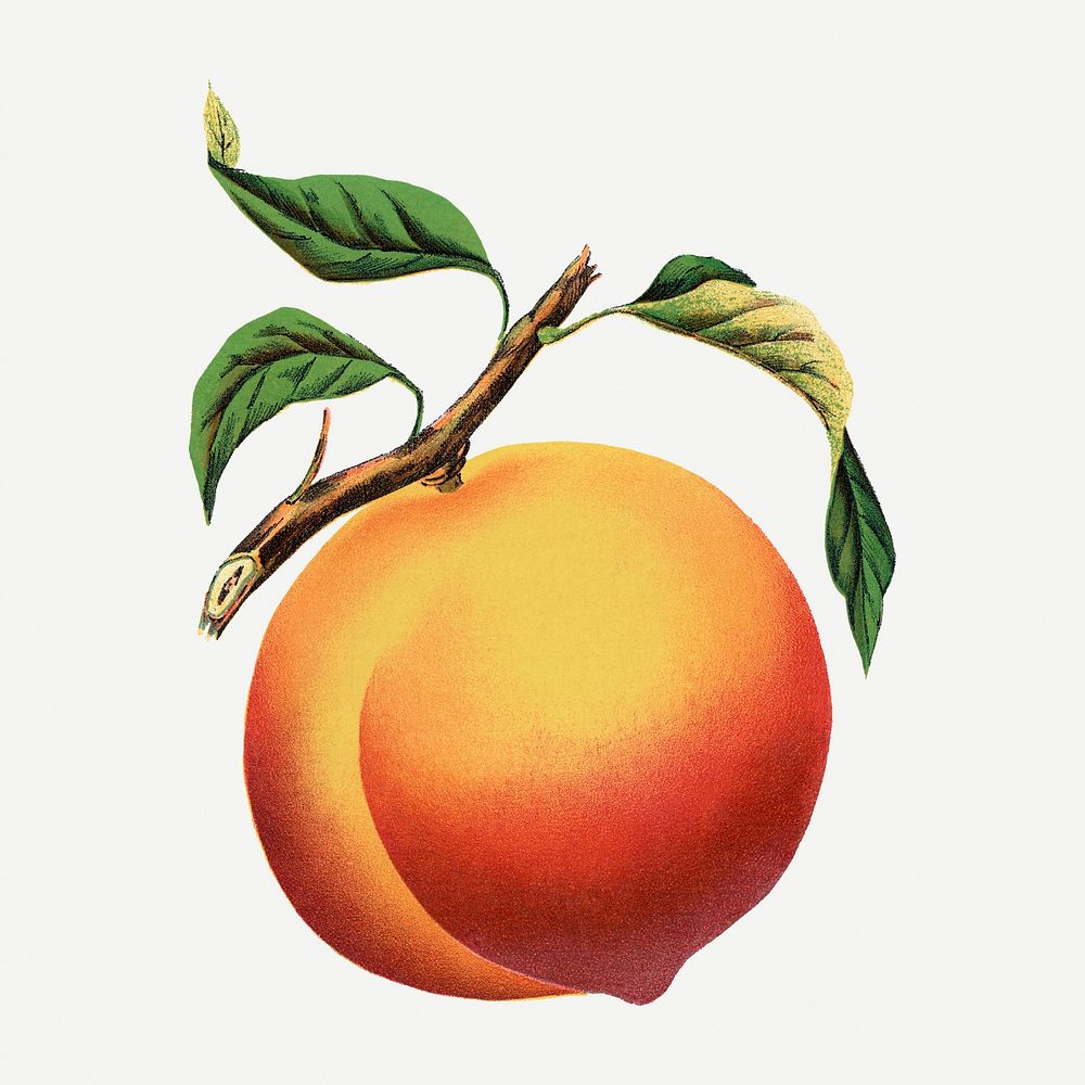 Wheatland peach illustration, vintage botanical lithograph