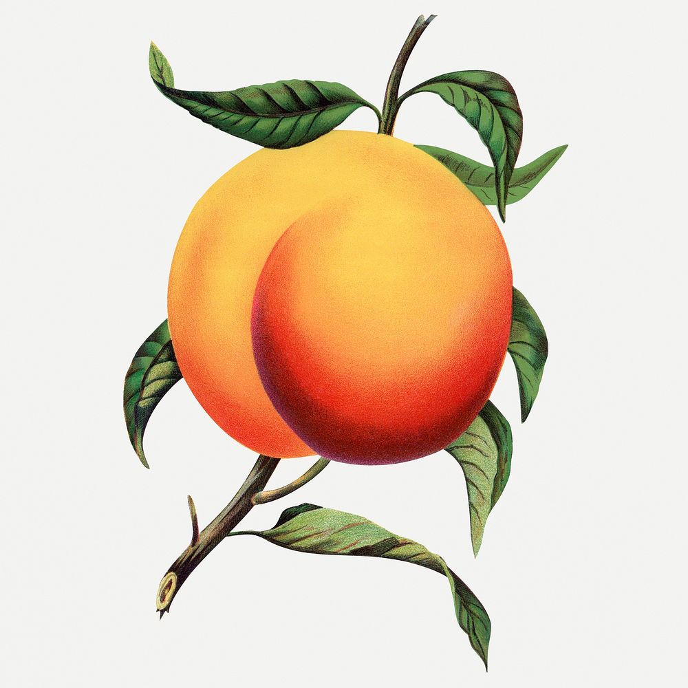 Peach clipart, vintage fruit illustration psd