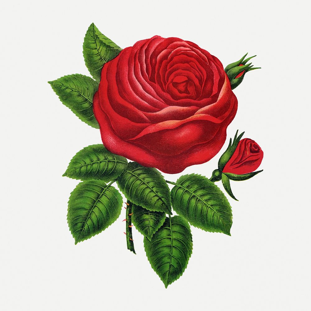 Red rose sticker, General Jacquemont flower illustration psd