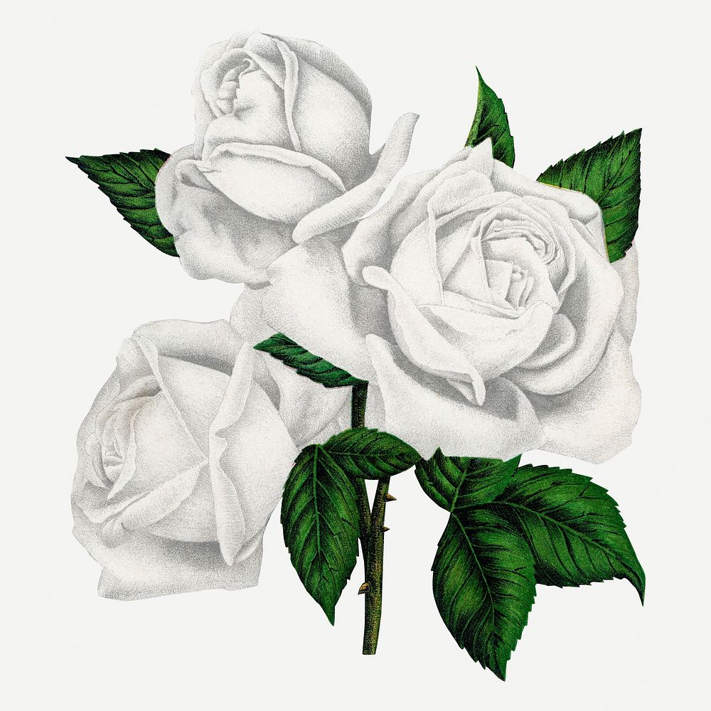 White rose, Coquette Des Alps illustration, vintage lithograph