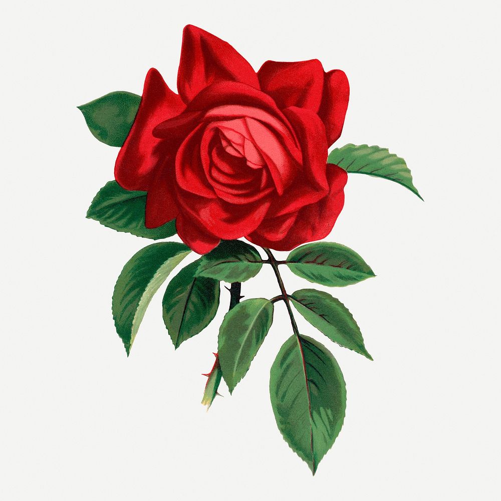 Red rose, Alfred Colomb illustration, vintage flower lithograph