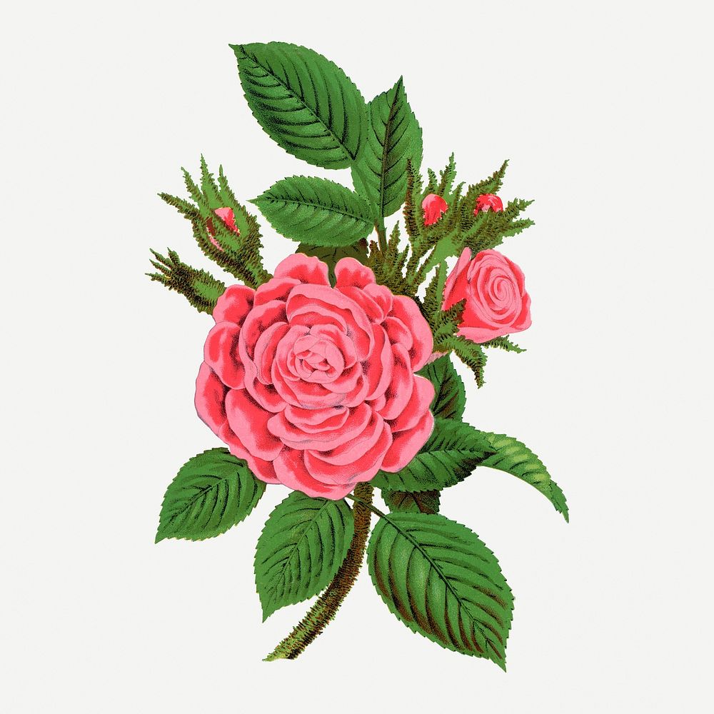 Pink rose, Salet Moss illustration, vintage lithograph