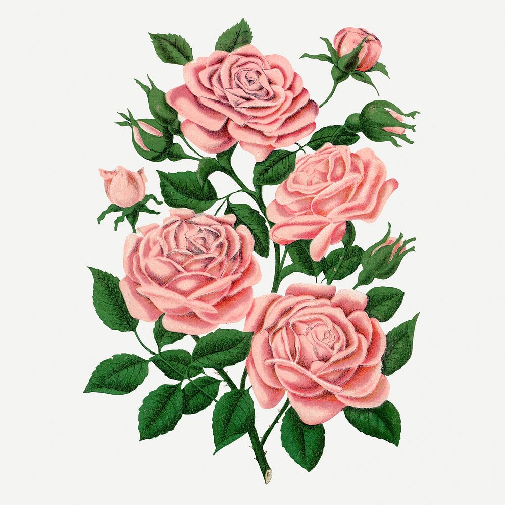 Pink rose, Gem of the Prairie illustration, vintage lithograph