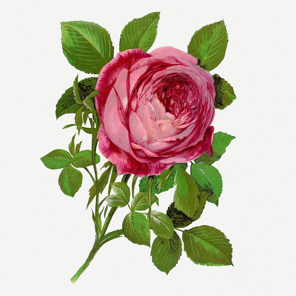 Pink rose, Mrs John Laing flower illustration, vintage lithograph