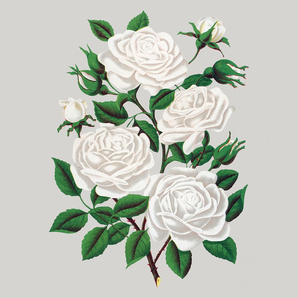 White roses sticker, vintage flower illustration psd