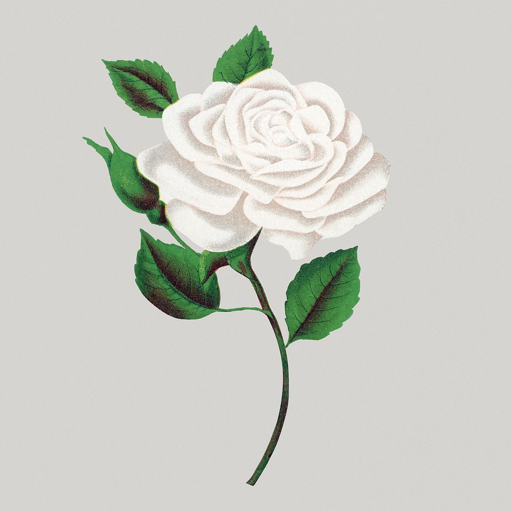 White rose sticker, vintage flower illustration psd