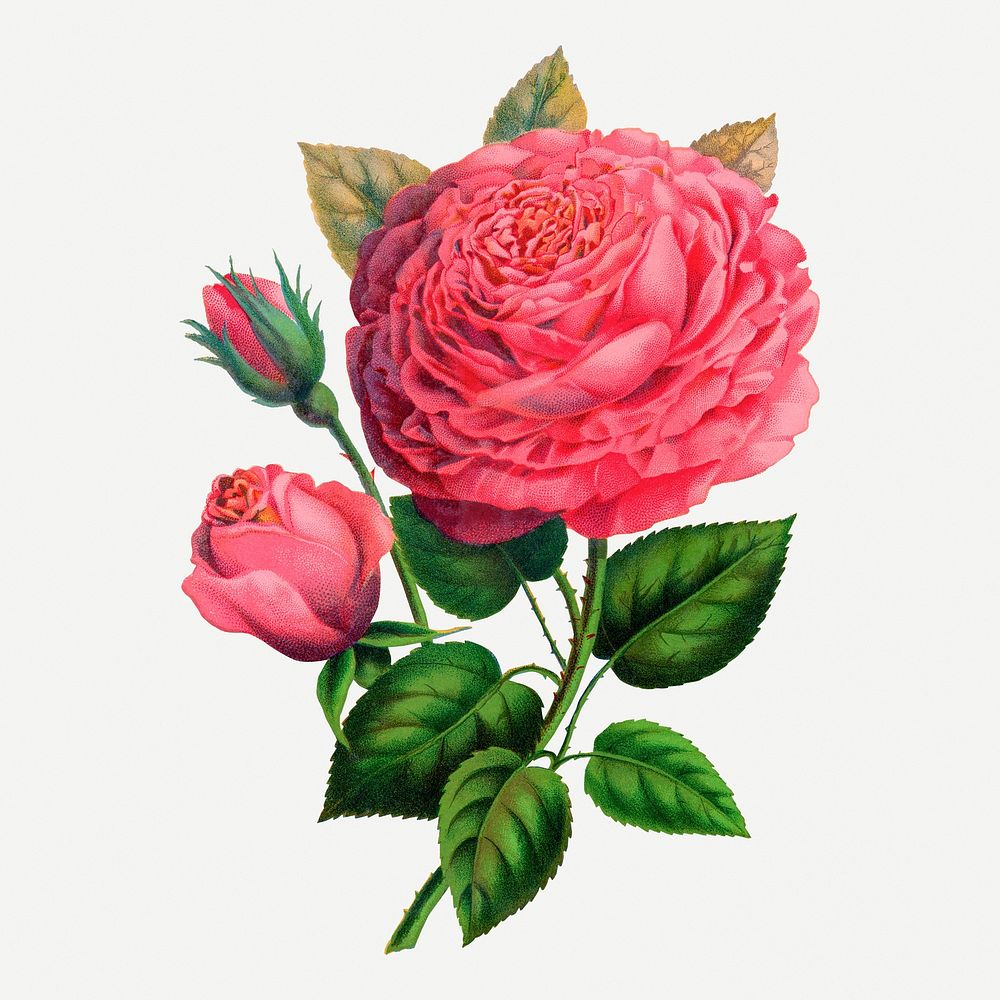 Pink rose, Anna De Diesbach illustration, vintage flower lithograph