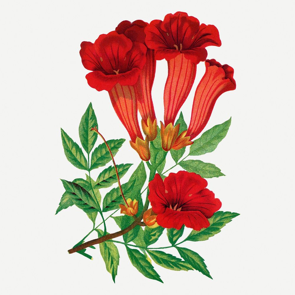 Trumpet flower illustration, vintage floral lithograph