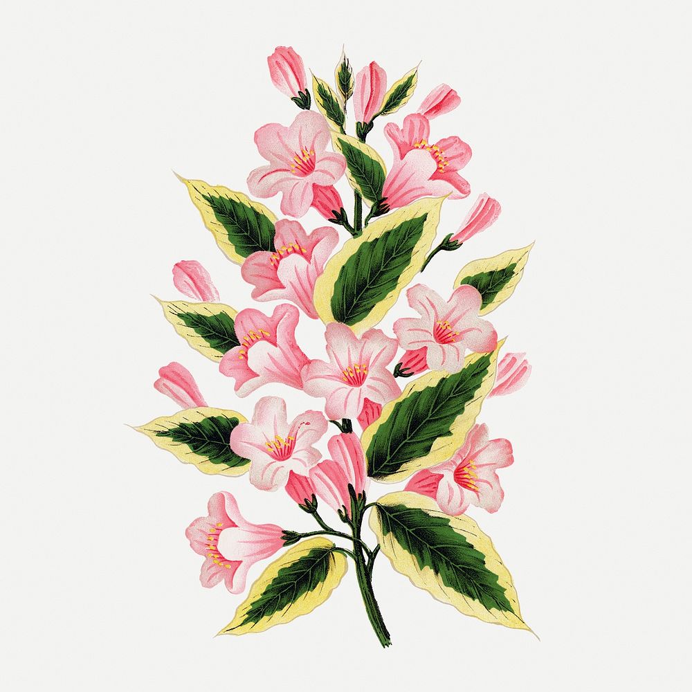 Pink flowers sticker, vintage floral illustration psd