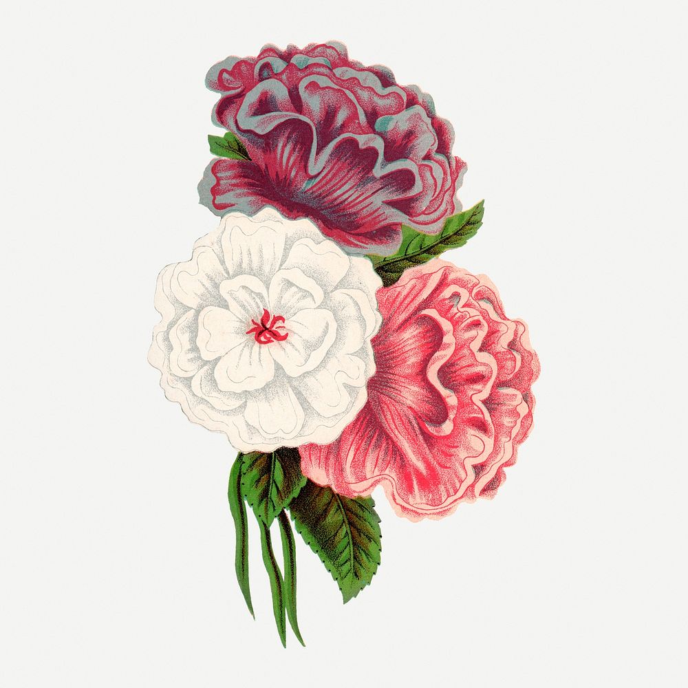 Double Althea illustration, vintage floral lithograph
