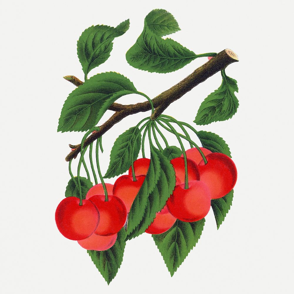 Cherry clipart, vintage fruit illustration psd
