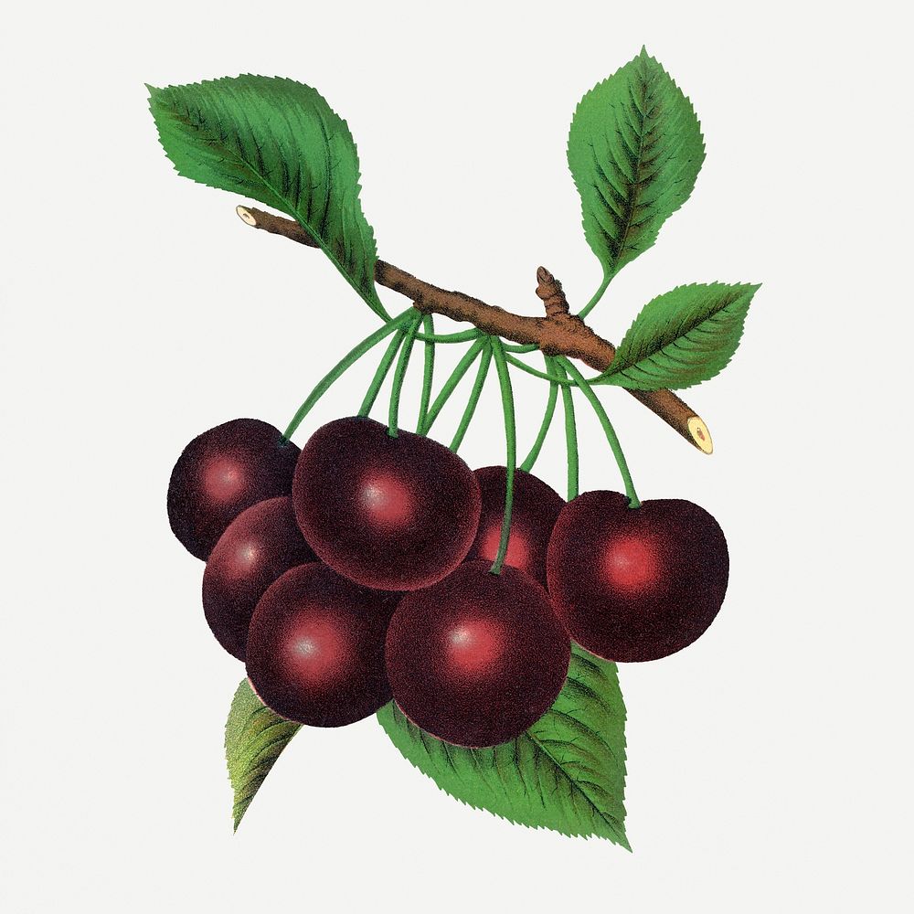 Black Tartarian cherry illustration, vintage botanical lithograph
