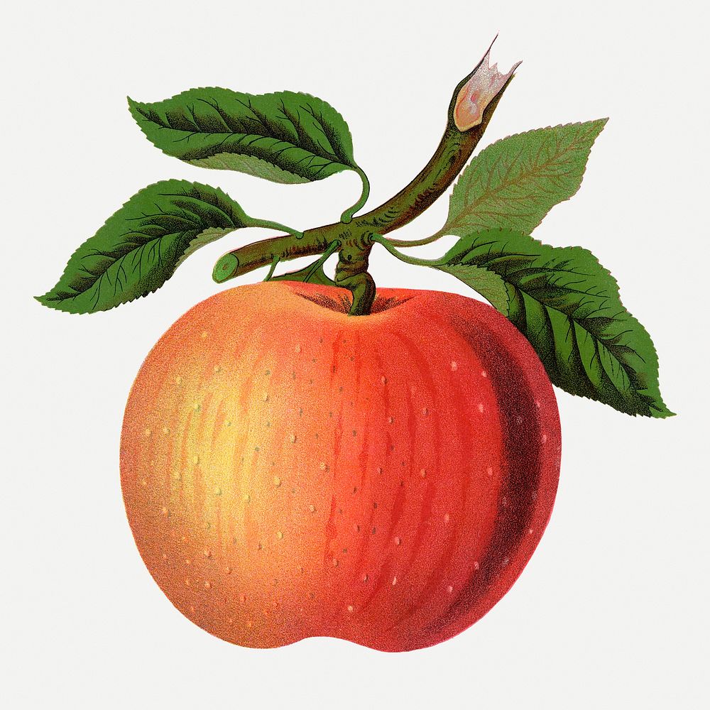 Red apple clipart, vintage fruit illustration psd