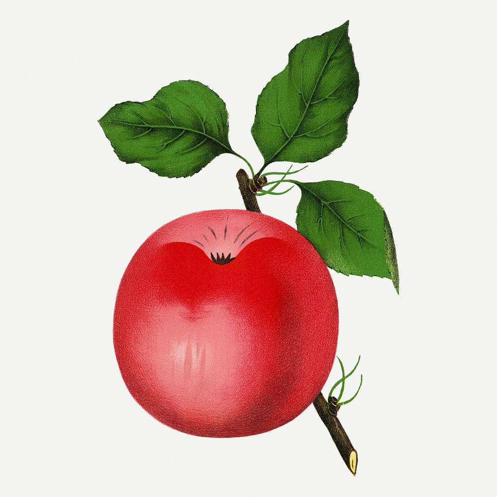 Snow apple illustration, vintage botanical lithograph