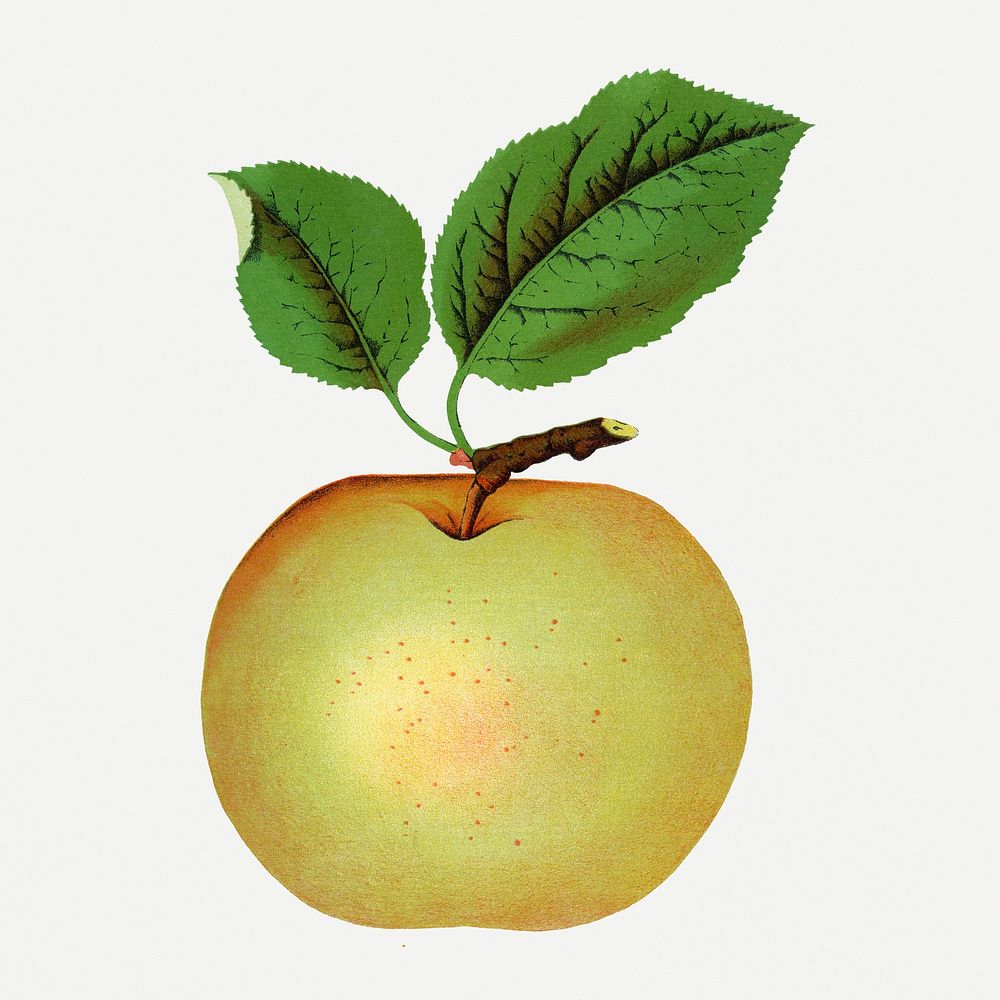 Green apple clipart, vintage fruit illustration psd