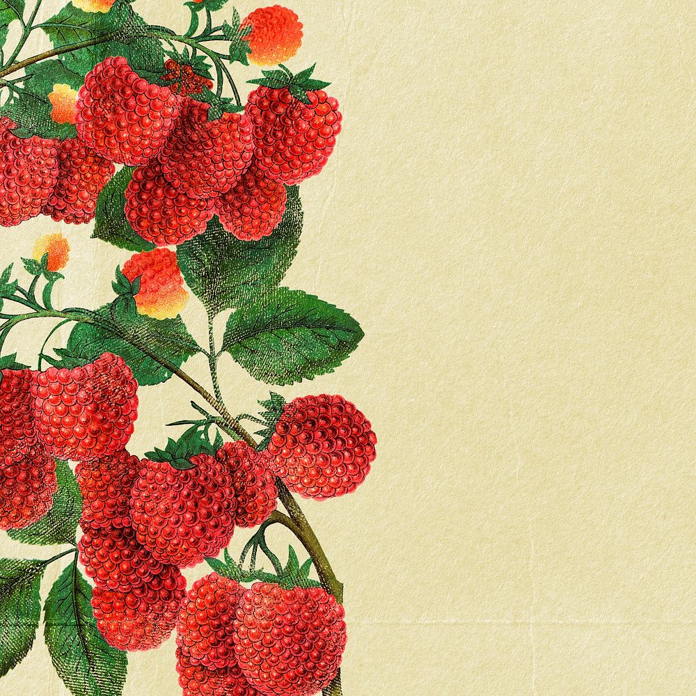 Raspberry border frame, botanical background for social media post psd