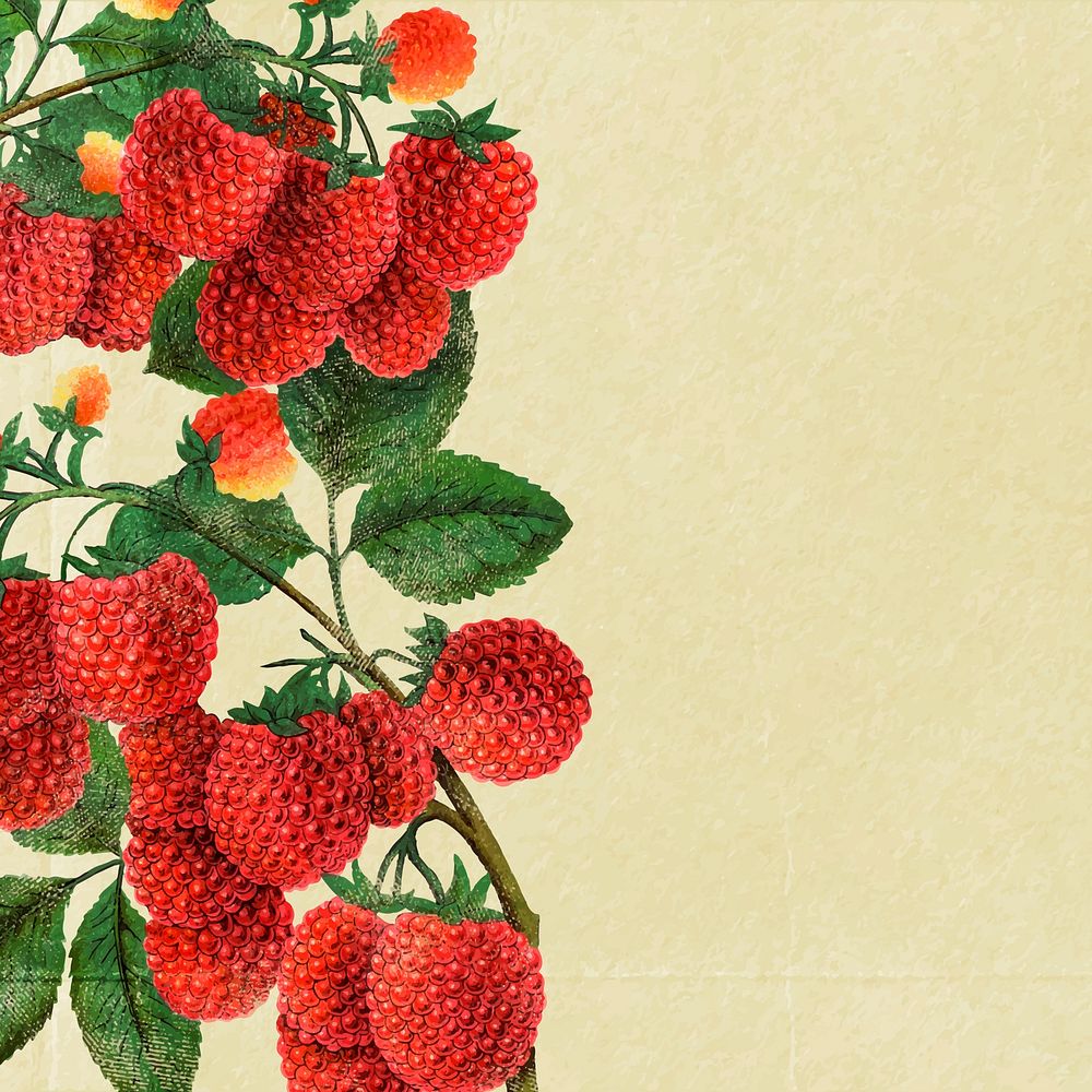 Raspberry border frame, botanical background for social media post vector