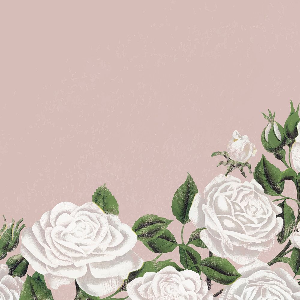 White rose border frame, botanical background for social media post vector