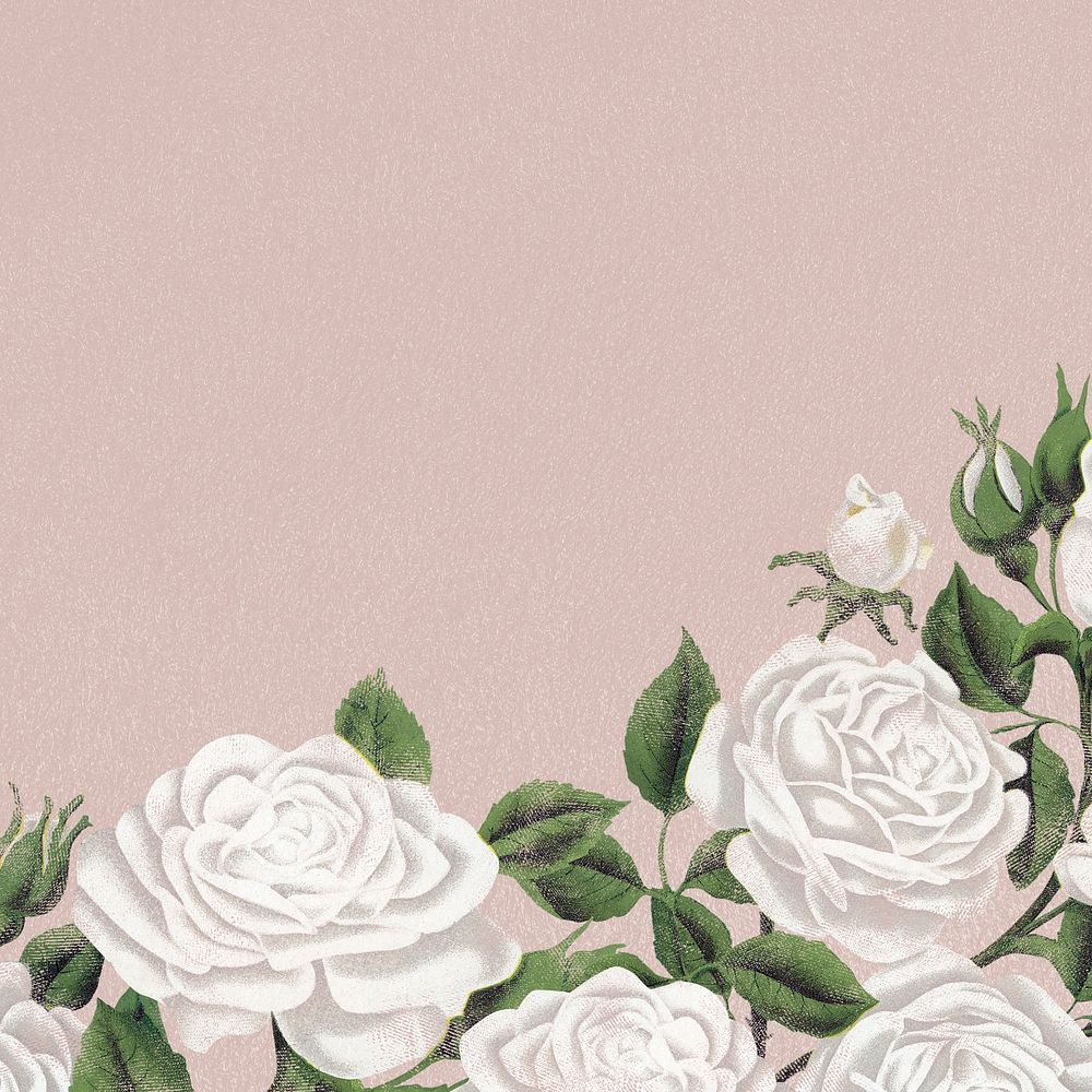 White rose border frame, botanical background for social media post