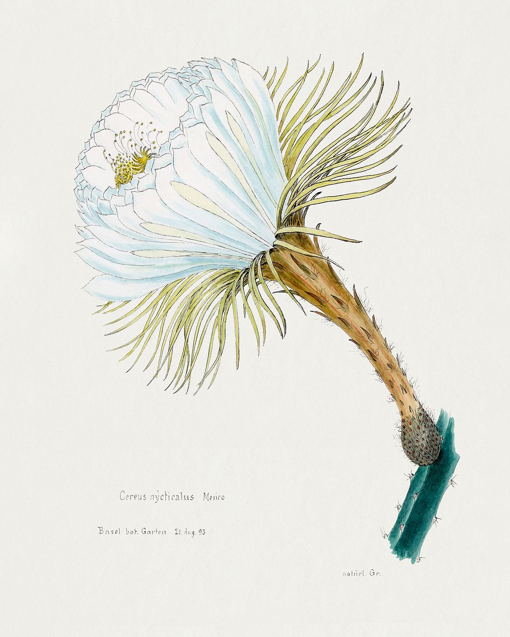 Snake cactus flower. Digitally enhanced from our own original copy of Familie Der Cacteen (1893-1905). 