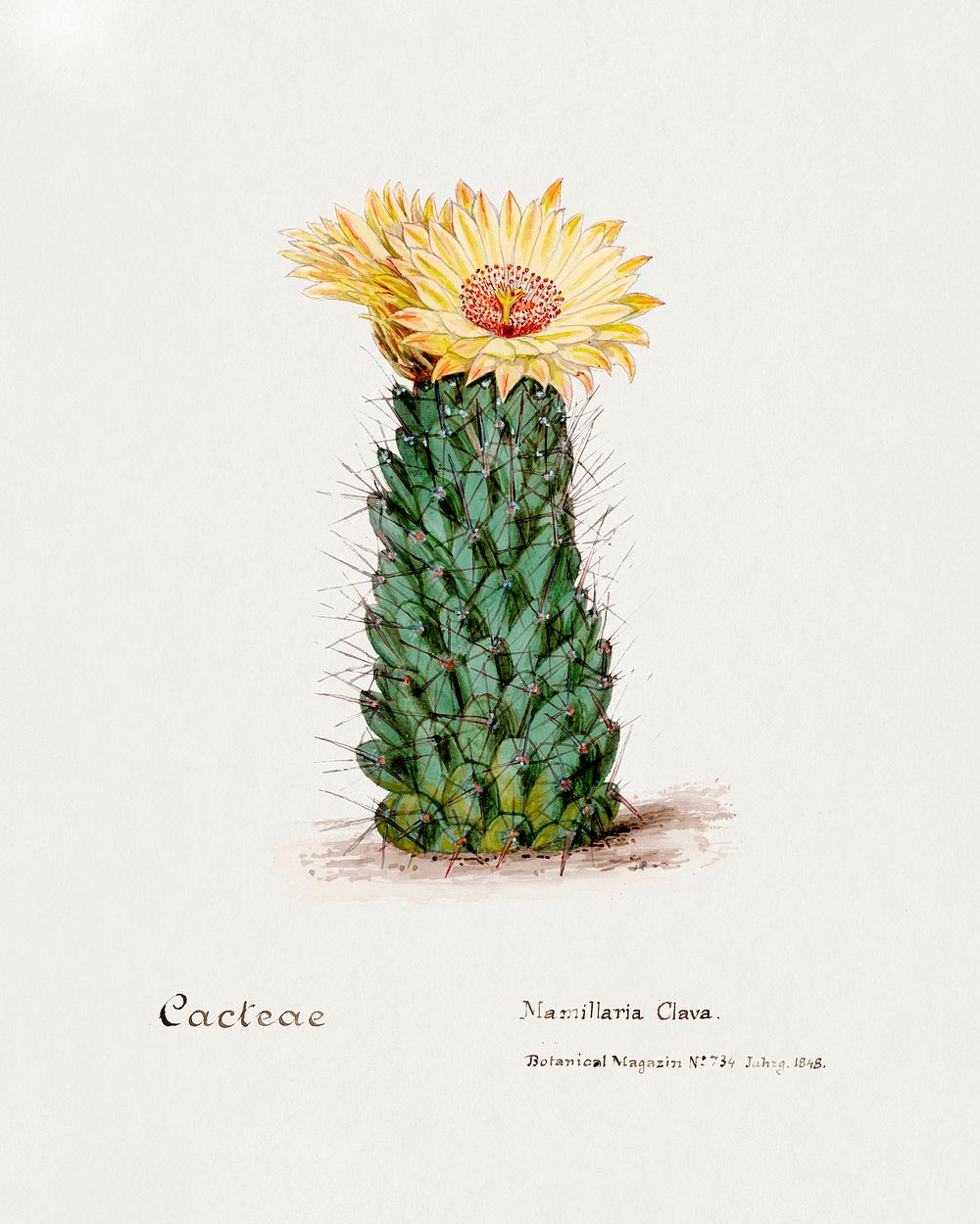 Beehive cactus. Digitally enhanced from our own original copy of Familie Der Cacteen (1893-1905). 