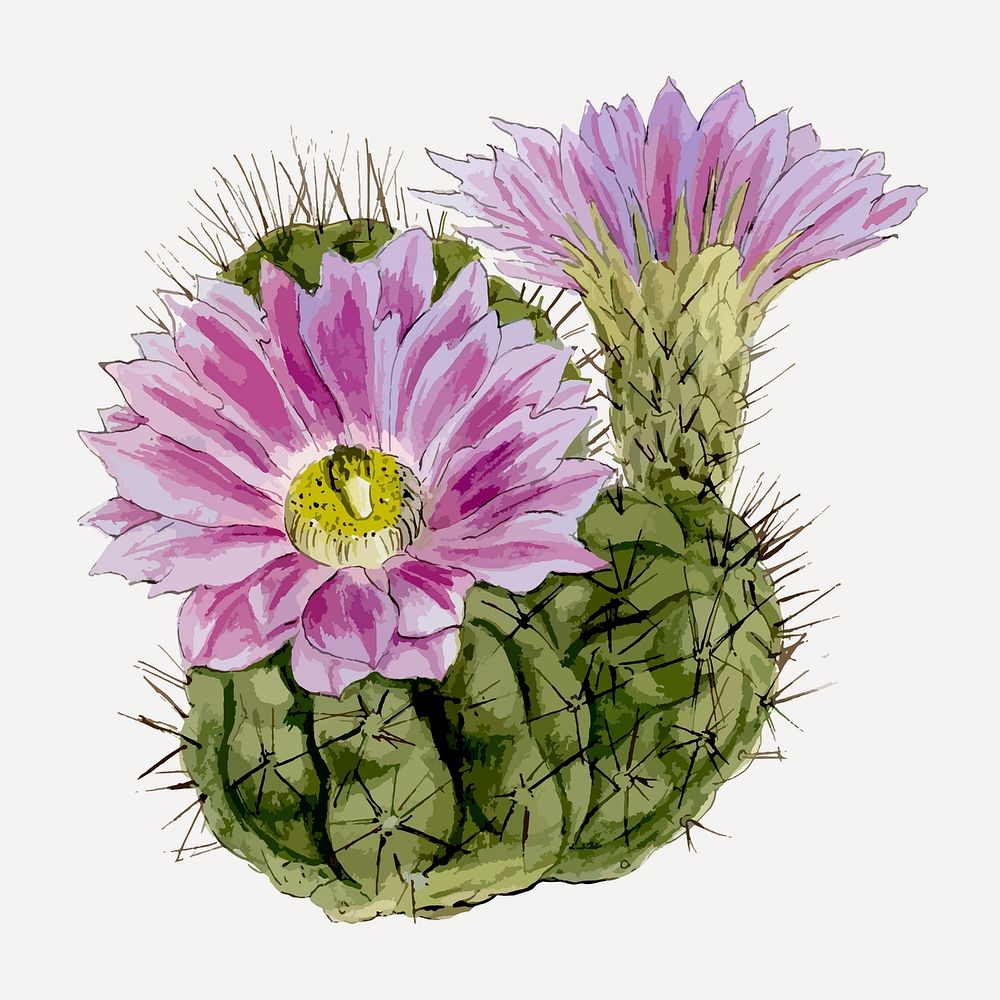 Purple cactus drawing, vintage botanical illustration, classic vector collage element