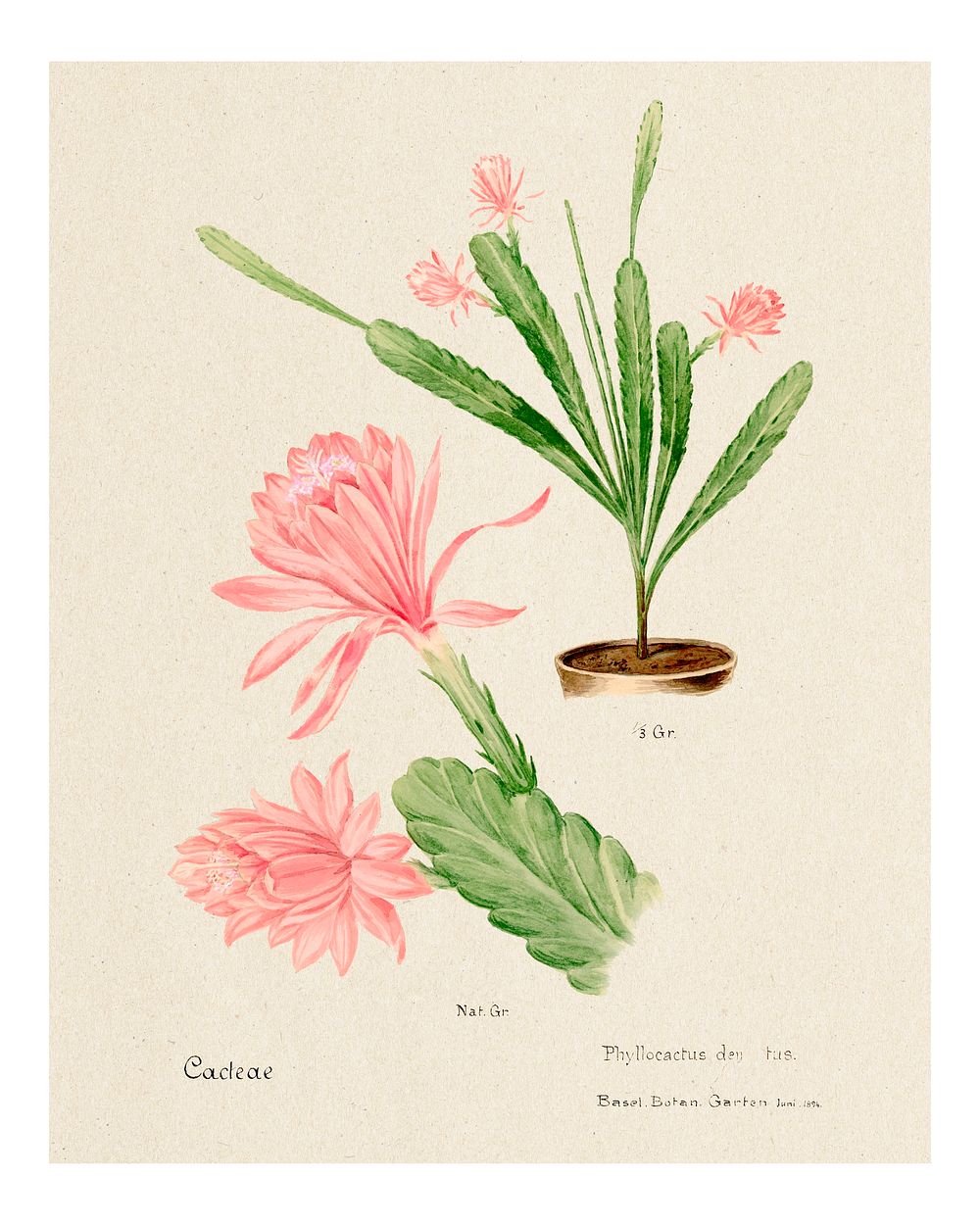 German empress cactus vintage art print, remixed from our own original copy of Familie Der Cacteen (1893-1905).