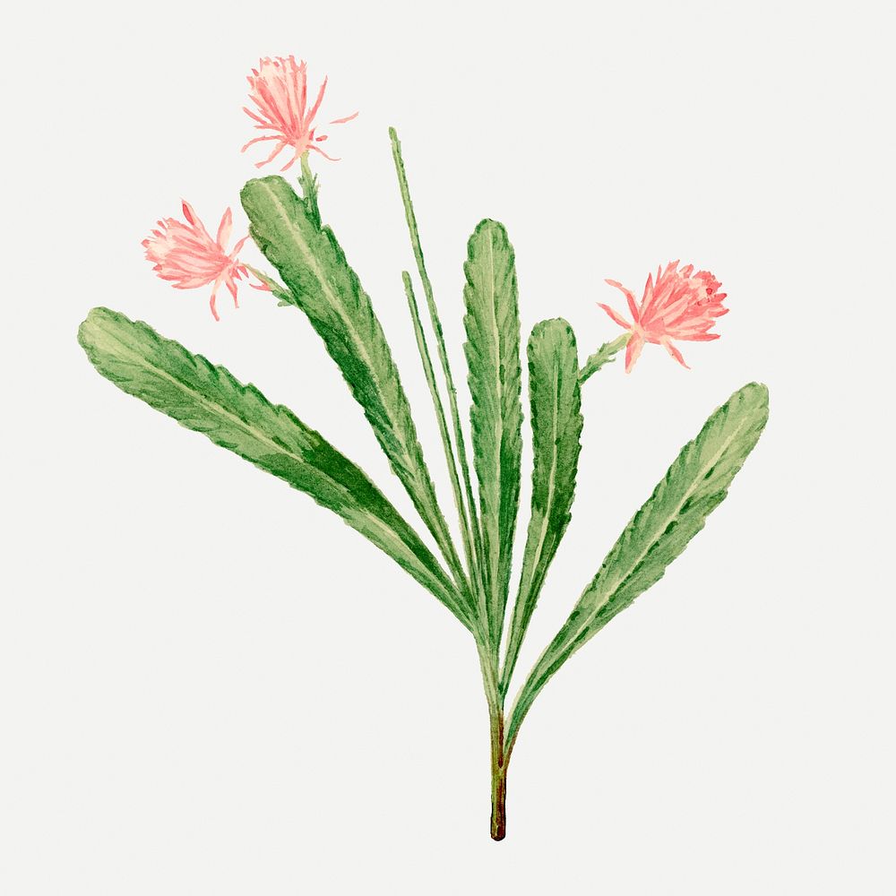 German empress cactus drawing, vintage botanical illustration, classic psd collage element