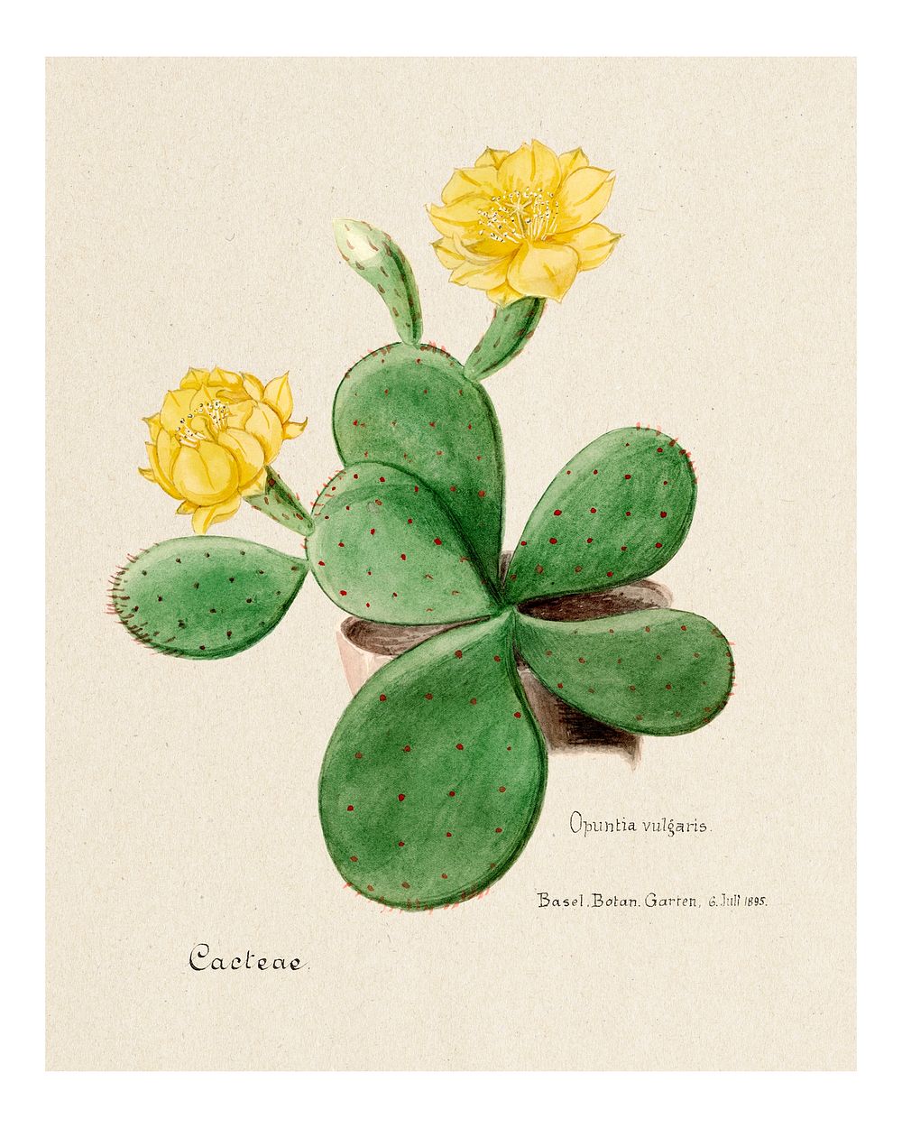 Eastern Prickly Pear vintage art print, remixed from our own original copy of Familie Der Cacteen (1893-1905).
