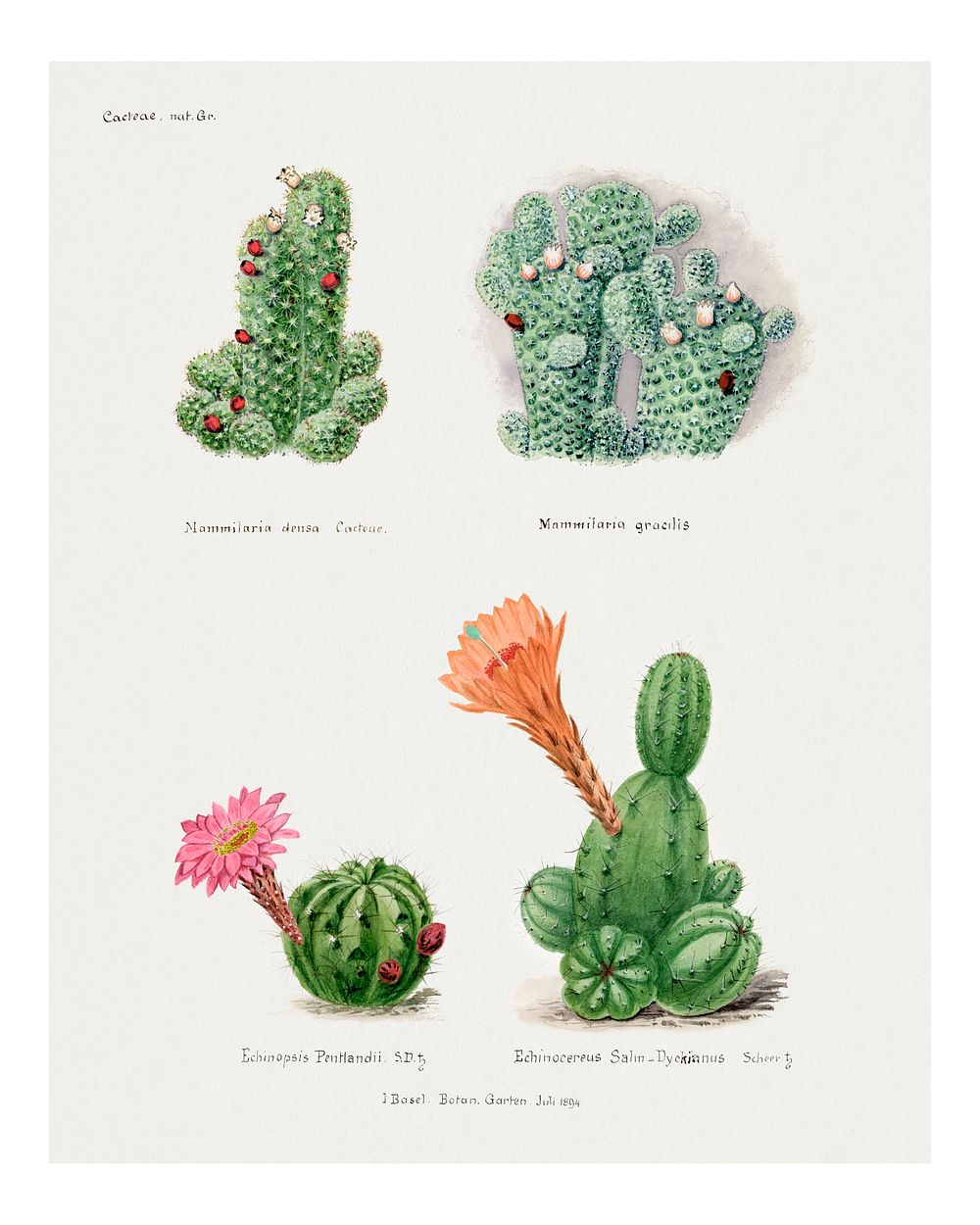 Assorted cacti vintage wall decor, remixed from our own original copy of Familie Der Cacteen (1893-1905).