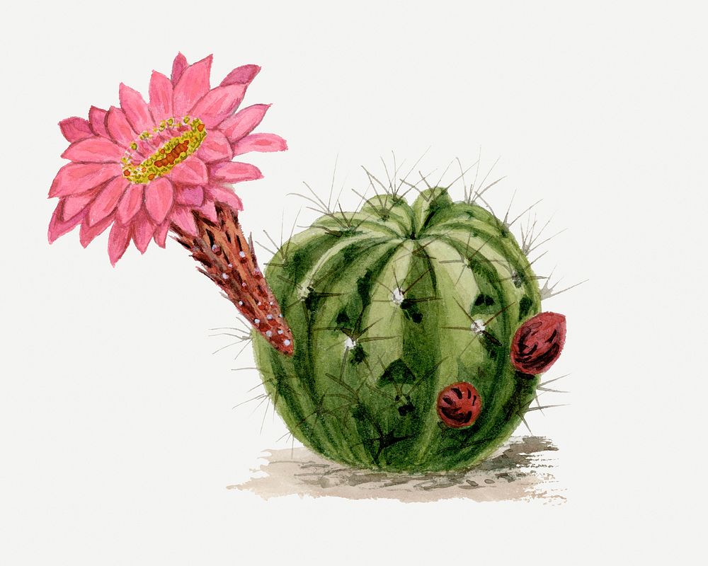 Cactus drawing, aesthetic vintage flower illustration