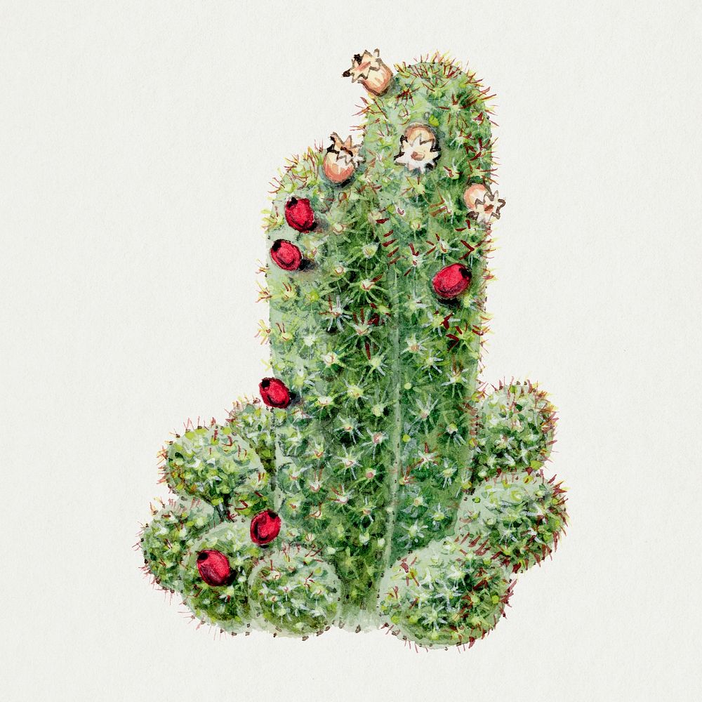 Cactus illustration, botanical drawing