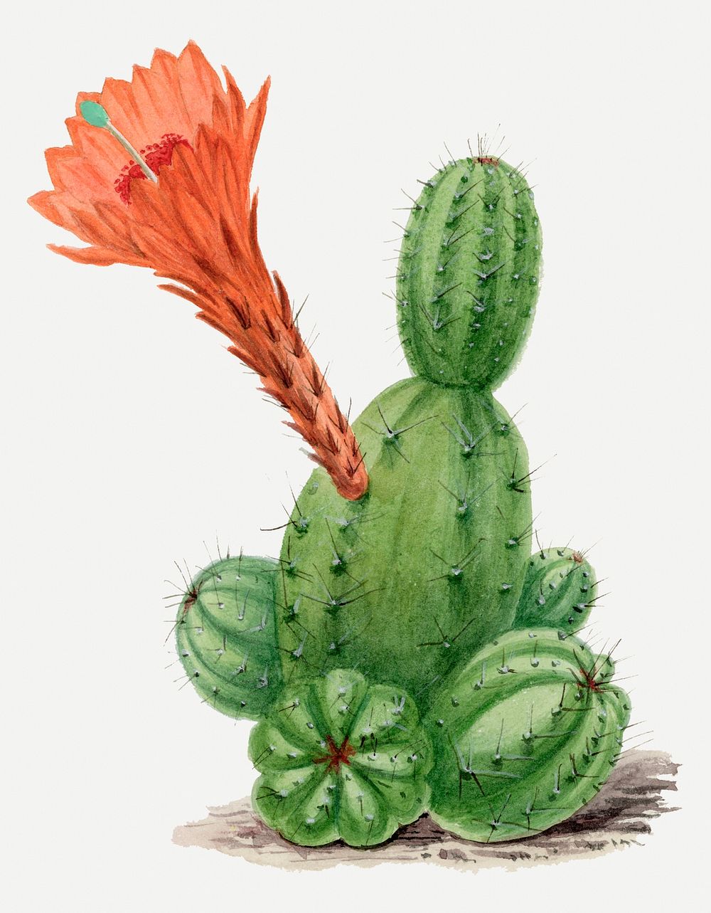 Cactus drawing, vintage botanical illustration, classic psd collage element